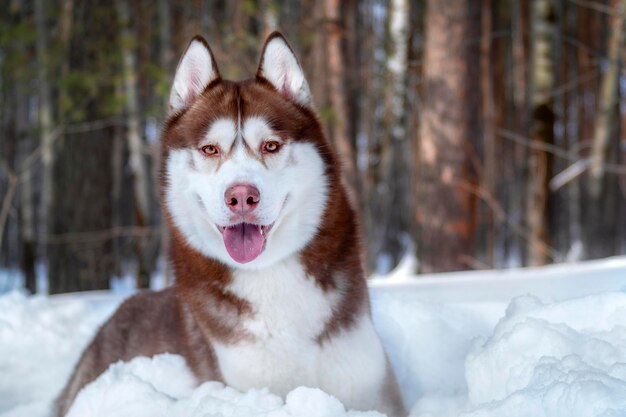 Foto adorabile razza di cane husky siberiano nella foresta soleggiata invernale ritratto di cane husky rosso