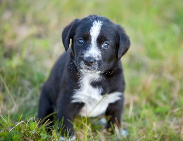 Очаровательная маленькая собака на зеленой траве
