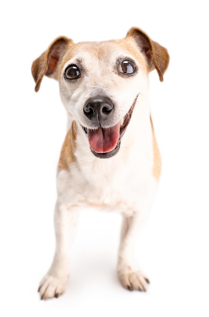 Adorable small dog Jack Russell terrier looking to the camera and smiling. Excited look ready to pla