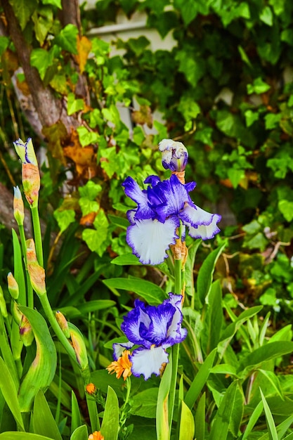 Adorable small purple flowers on spring plants