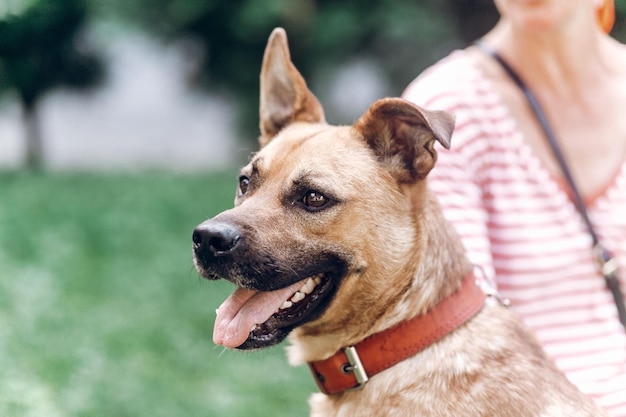 Adorable smiling dog with long ears looking at camera closeup\
cute brown dog portait pet shelter concept