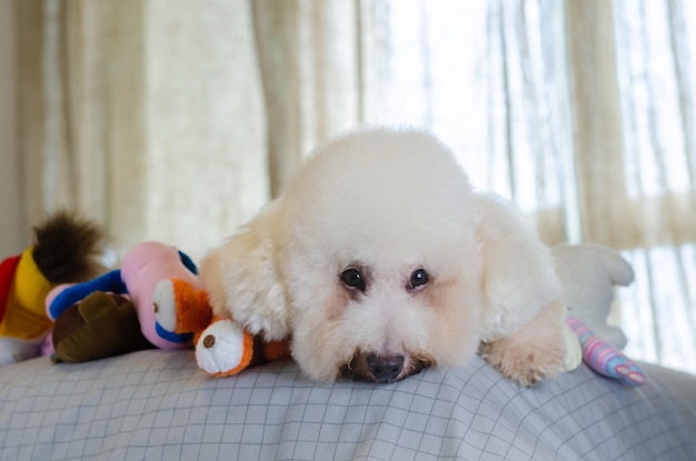 Adorable smiling and happy white poodle dog sitting and taking\
many toys to play on bed