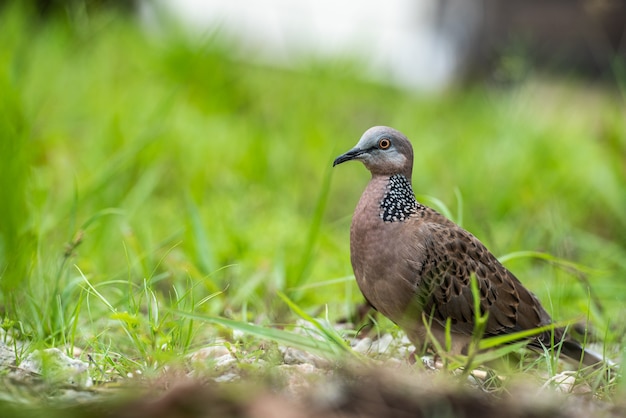 写真 愛らしいカノコバトまたはspilopeliachinensisまたは緑の土地で真珠の首