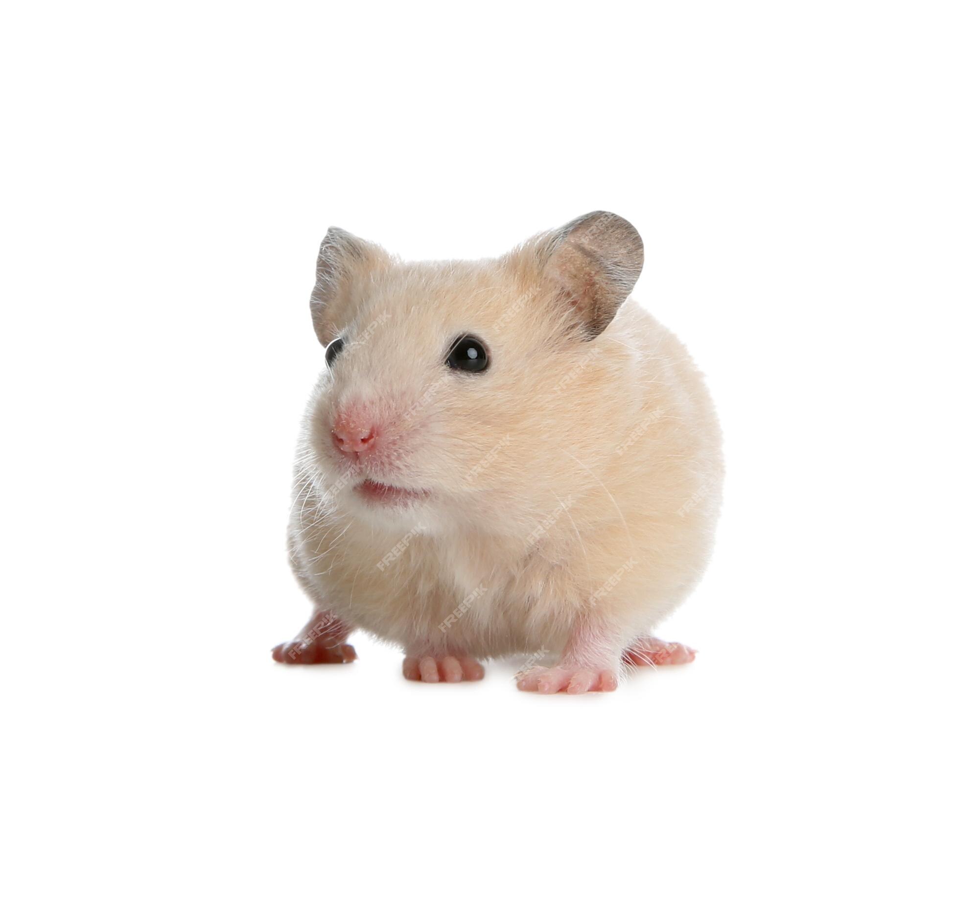 Small White Hamster On A White Background Stock Photo - Download