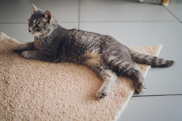 Adorable tabby cat sitting on kitchen floor staring at camera