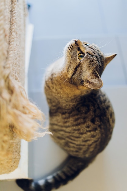 Adorable tabby cat sitting on kitchen floor staring at camera.