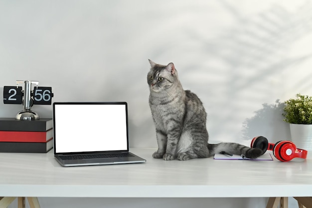 Adorable tabby cat sitting on white table near laptop headphone and potted plant Blank screen for advertising text message