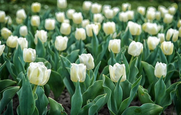 Adorable tulips Tulips farm Tulips field White tulips blooming Happy mothers day Womens day concept Spring season Pleasant aroma Gardening concept Grow flowers garden Spring holidays