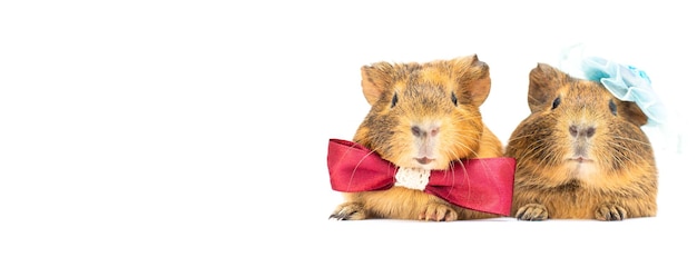 Adorable two guinea pigs wearing a formal green bow tie and hat Isolated on whitethe bride and groom banner copy space