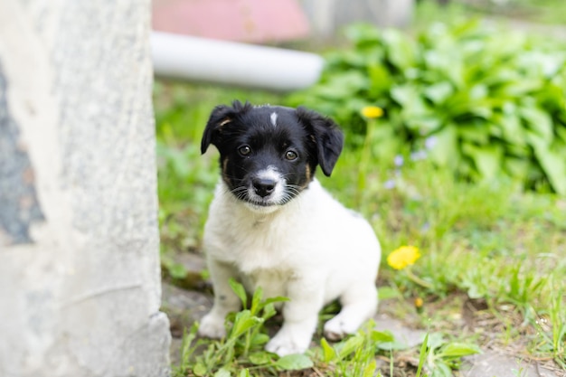 写真 愛らしい生後2ヶ月の黒と白の子犬。