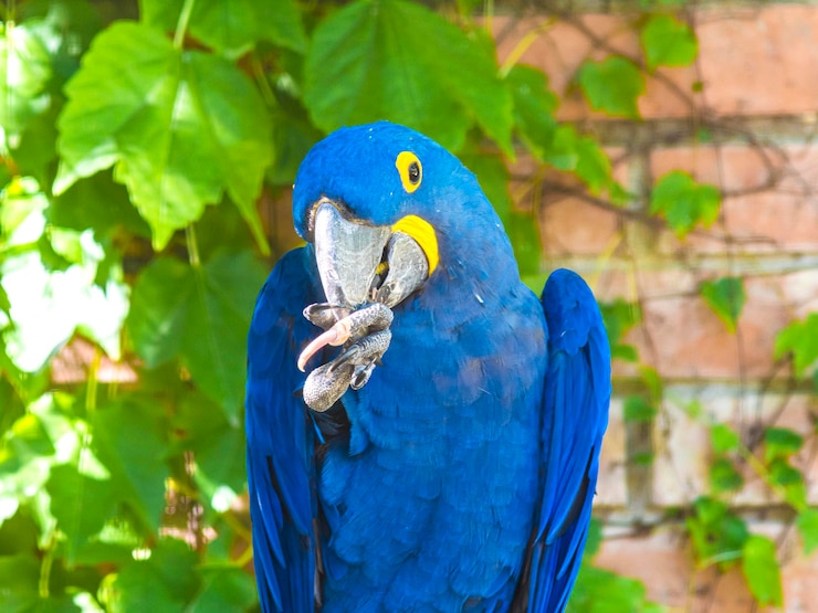 Photo 愛らしいビビッドブルーのヒヤシンスコンゴウインコ