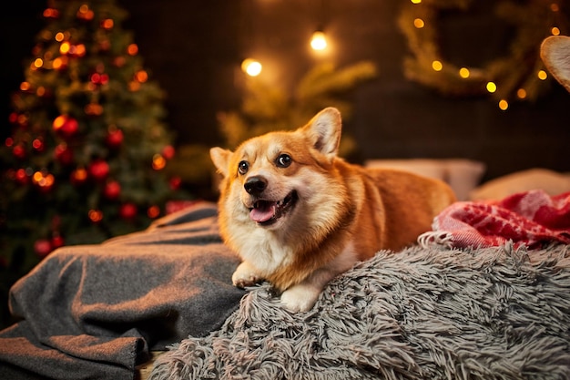 写真 柔らかいカーペットに座って ⁇ 装飾されたクリスマスツリーの近くを見上げている可愛いウェールズコルギー犬