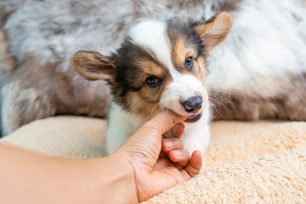 Adorable Welsh Corgi Pembroke puppy playing with man's hand on dog bed