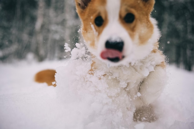 눈 덮인 겨울 숲에서 카메라를 향해 달려가는 사랑스러운 웨일스 코기 펨브룩 강아지