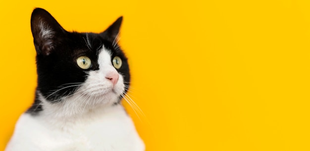 Foto adorabile gattino bianco e nero con parete monocromatica dietro di lei