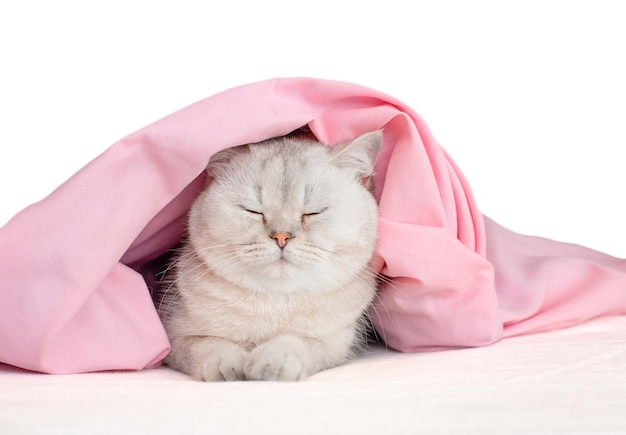 Adorable white cat in a bandage with ears sleep under a pink blanket isolated