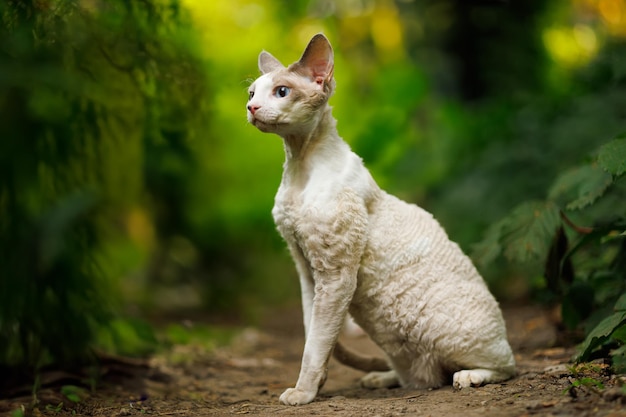 An adorable white cat and his walk in the woods