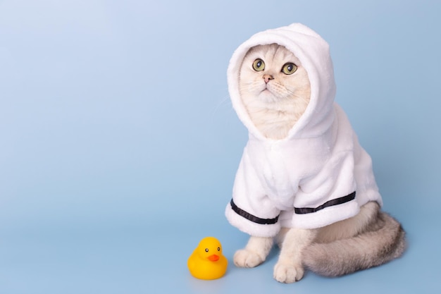 Adorable white cat is sitting in a white bathrobe with a hood on a blue background