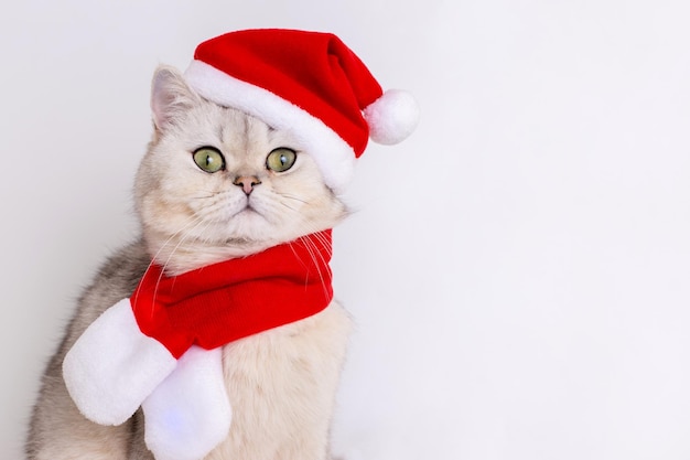赤いサンタの帽子に座っている可愛い白い猫
