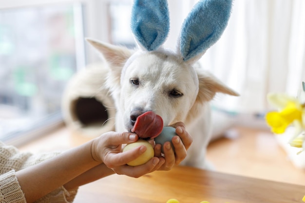 Adorable white dog in bunny ears sniffing natural dyed easter\
eggs in woman hand happy easter