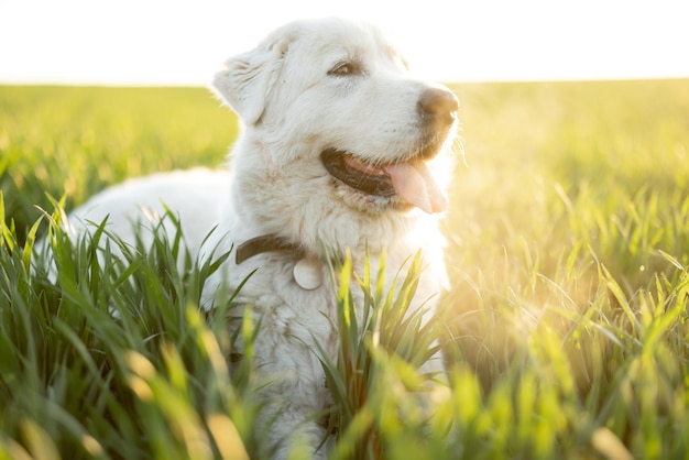 Adorable white dog on nature