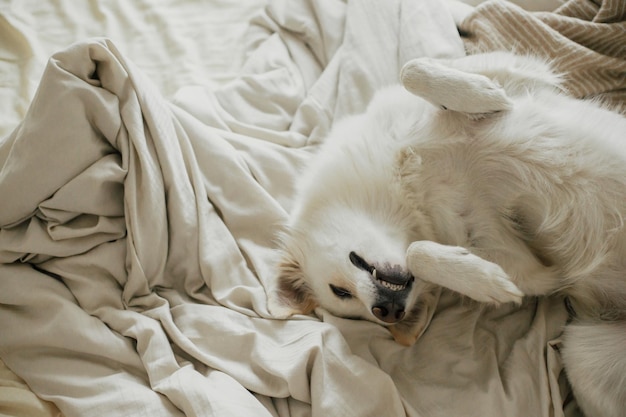 Adorable white dog sleeping on beige sheets in comfortable
bedroom adopted dog in cozy home