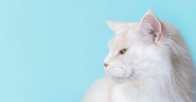 Foto adorabile gattino bianco con parete monocromatica dietro di lei