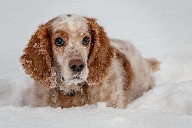 An adorable whitered Russian Spaniel dogs sitting at a dog show in a stadium The dogs is looking at the owner Hunting dog Selective focus