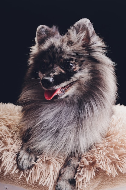  adorable wolf spitz sitting