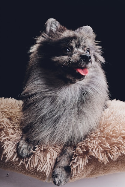  adorable wolf spitz sitting 