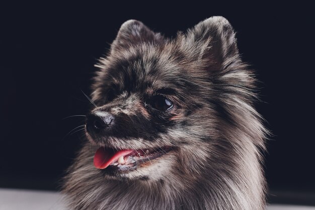  adorable wolf spitz sitting 