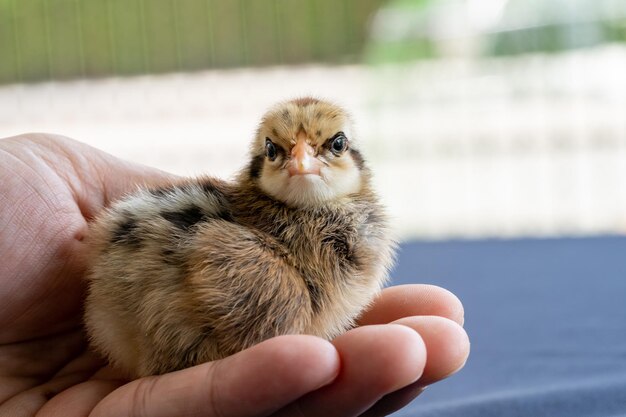 写真 ワイアンドット・チキン (wyandotte chick) は人間の手を外の光にして背景がぼやけている