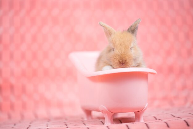 adorable young baby rabbit in pink bath tub as taking a bath on pink cloth 