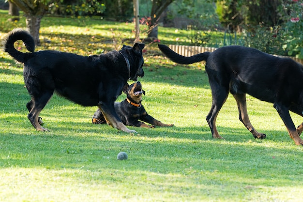 Adorable young Beauce shepherd dog playing with two large adults in a green and flowery garden