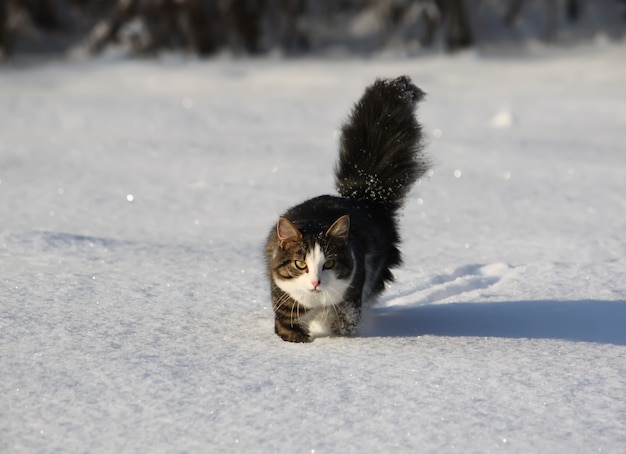 Adorable young cat with a fluffy tail on a snow field cover at winter