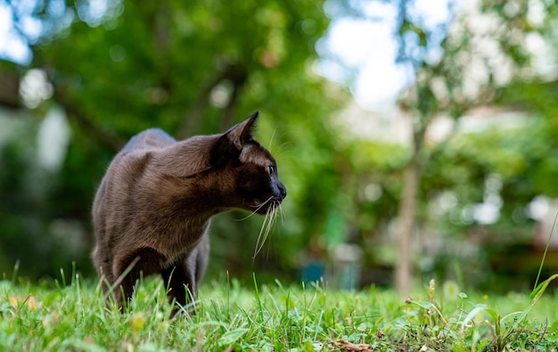 外で遊ぶ愛らしい若いかわいい猫。芝生の遊び場で遊んでいる面白い子猫。