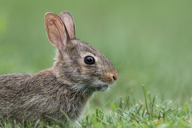 푸른 잔디에서 사랑스러운 젊은 동부 Cottontail 토끼 측면 프로필 근접 촬영