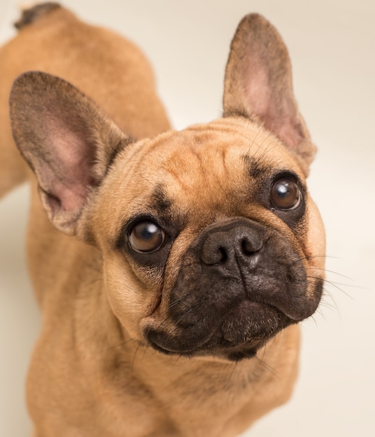 Photo adorable young french bulldog in beige color. close up portrait of a dog