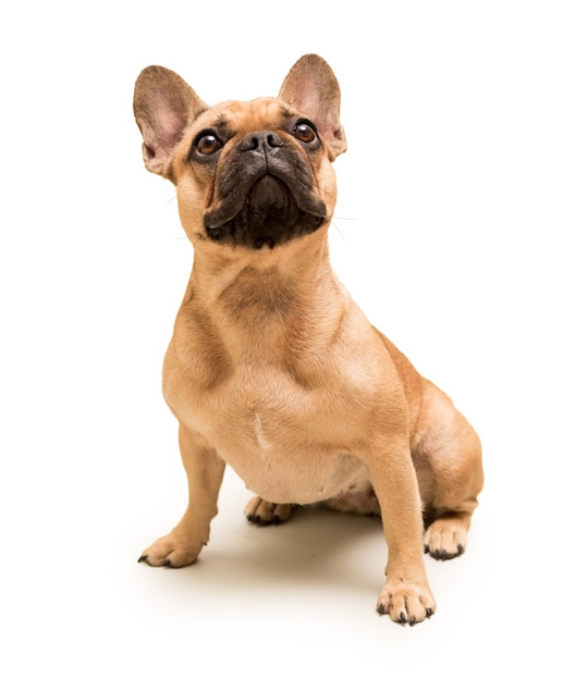 Photo adorable young french bulldog isolated on white. close up portrait of a dog