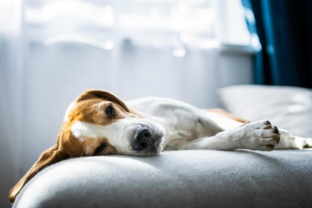 Adoult male hound beagle dog sleeping at home on the sofa