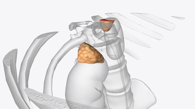 The adrenal glands are small glands attached to the top of each kidney