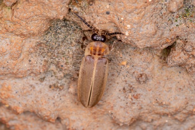 Adul Firefly Beetle of the Family Lampyridae