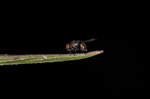 성인 Acalyptrate Fly of the Zoosubsection Acalyptratae