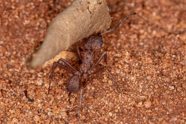 Adult Acromyrmex Leaf-cutter Ant of the Genus Acromyrmex