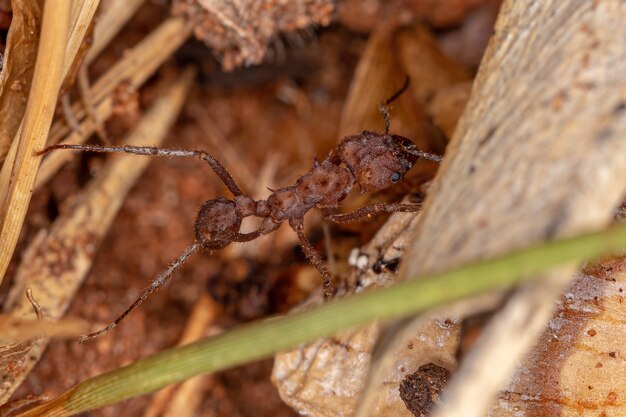 Acromyrmex 속의 성인 Acromyrmex 잎깎이 개미