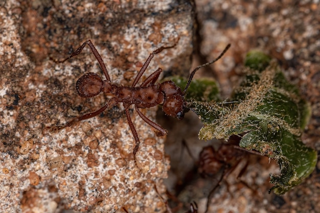 Acromyrmex 속의 성인 Acromyrmex 잎깎이 개미