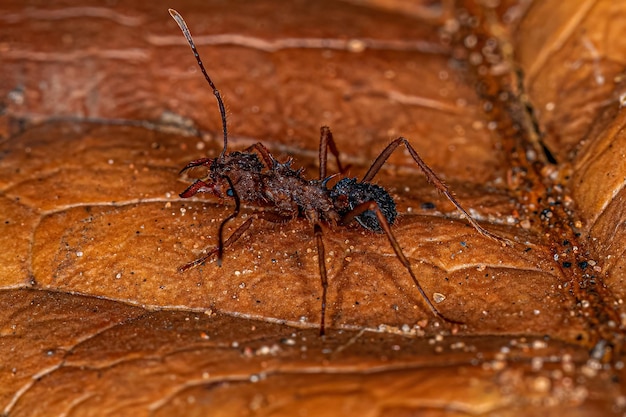 성체 Acromyrmex 잎사귀 개미