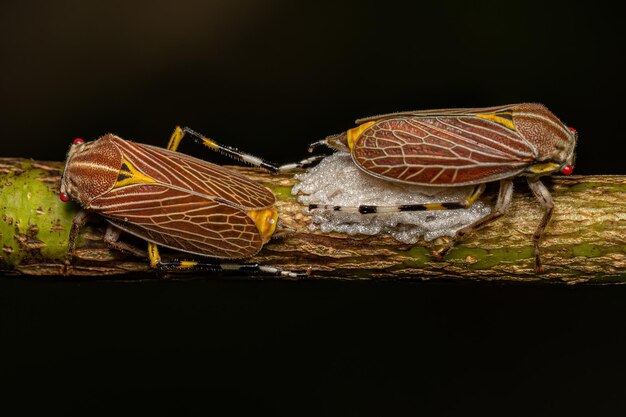 Photo adult aetalionid treehopper