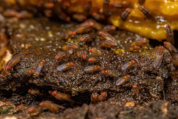 Adult African Fig Flies