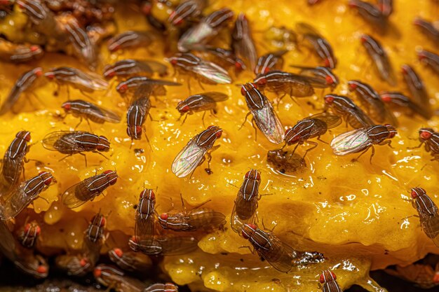 Adult African Fig Flies